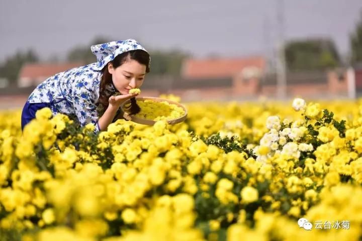 云臺冰菊基地發(fā)生了什么？一批批領(lǐng)導(dǎo)專家團(tuán)隊前來！