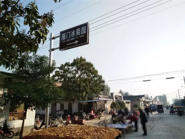 如何找到云臺冰菊？怎樣找到云臺冰菊？